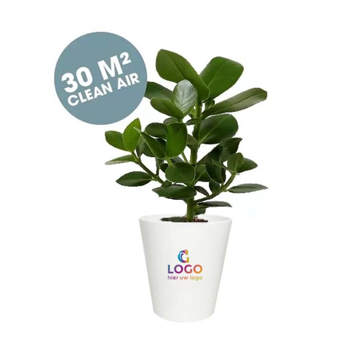 Plant in pot | Eco relatiegeschenk